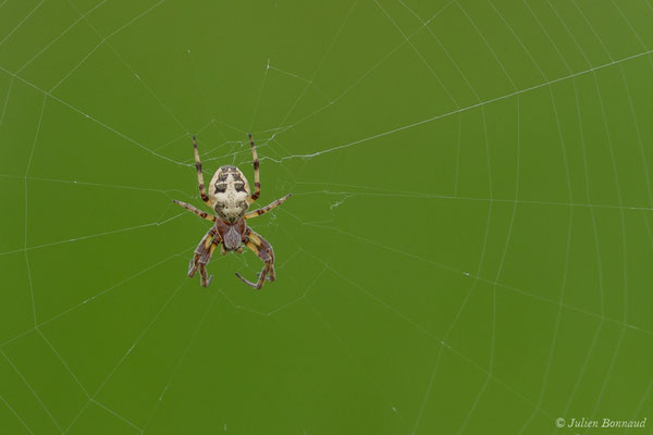 Epeire des roseaux (Larinioides cornutus) (La Barne, Jû-Belloc (32), France, le 29/05/2018)