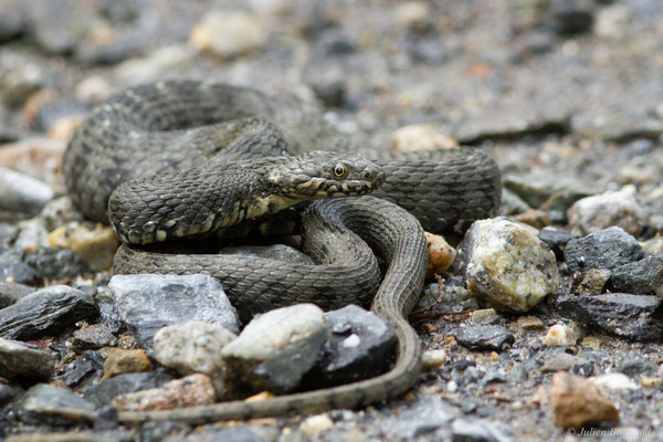 Couleuvre vipérine — Natrix maura (Linnaeus, 1758), (Bagnères-de-Luchon (31), France, le 16/05/2024)