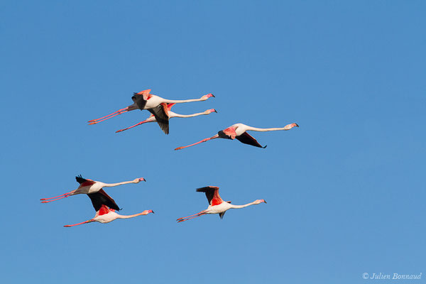 Flamant rose – Phoenicopterus roseus Pallas, 1811, (Parc ornithologique de Pont de Gau (13), France, le 20/02/2020)