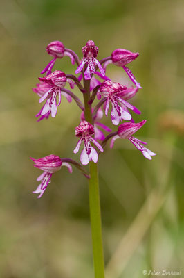 Orchis militaire — Orchis militaris L., 1753