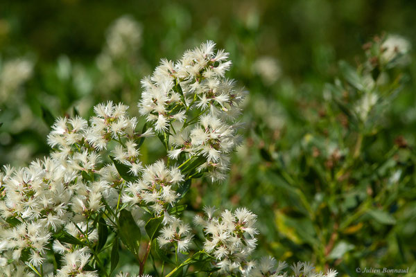 Baccharis à feuilles d'arroche — Baccharis halimifolia L., 1753