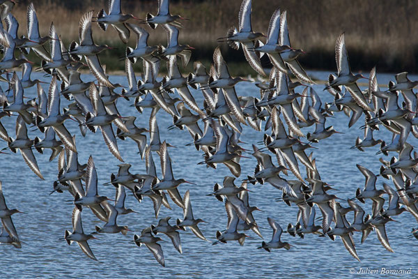 Barge à queue noire — Limosa limosa (Linnaeus, 1758), (réserve ornithologique du Teich (33), France, le 24/01/2018)