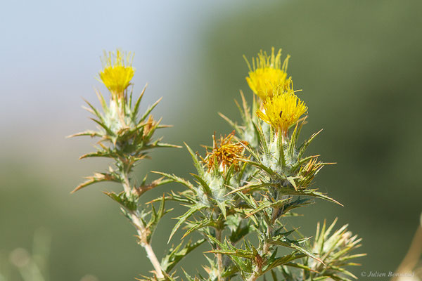 Carthame laineux — Carthamus lanatus L., 1753