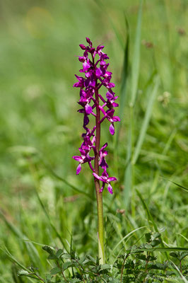 Orchis bouffon — Anacamptis morio (L.) R.M.Bateman, Pridgeon & M.W.Chase, 1997