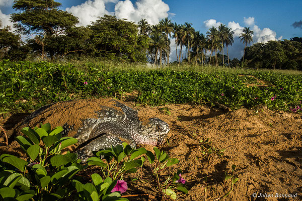 Tortue luth — Dermochelys coriacea (Vandelli, 1761), (Plage des Salines, Remire-Montjoly, Guyane, le 04/06/2017)