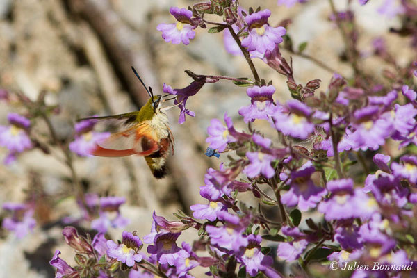 Sphinx gazé, Sphinx du Chèvrefeuille — Hemaris fuciformis (Linnaeus, 1758), (Cette-Eygun (64), France, le 24/04/2021)