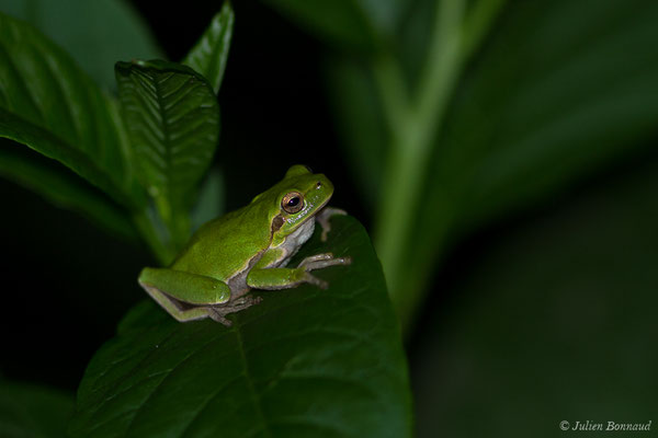 Rainette sarde — Hyla sarda (Betta, 1857)