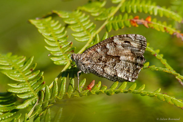 Agreste — Hipparchia semele (Linnaeus, 1758), (Saint-Jean-de-Luz (64), France, le 20/09/2023)
