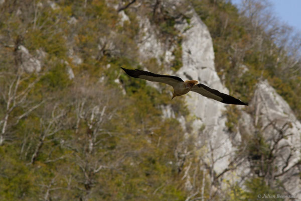 Vautour percnoptère — Neophron percnopterus (Linnaeus, 1758), (adulte) (Borce (64), France, le 25/03/2022)
