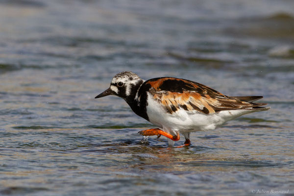 Tournepierre à collier — Arenaria interpres (Linnaeus, 1758), (Anglet (64), France, le 10/08/2024)