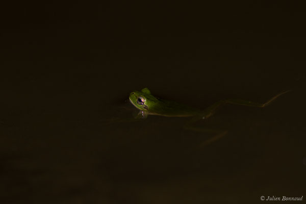 Rainette sarde — Hyla sarda (Betta, 1857)