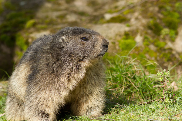 Marmotte des Alpes, Marmotte — Marmotta marmotta (Linnaeus, 1758), (Parc animalier des pyrénées, Argelès-Gazost (65), France, le 01/04/2018)
