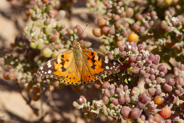 Vanesse des Chardons ou Belle-Dame — Vanessa cardui (Linnaeus, 1758), (Tarfaya (Laâyoune-Sakia El Hamra), Maroc, le 02/11/2023)