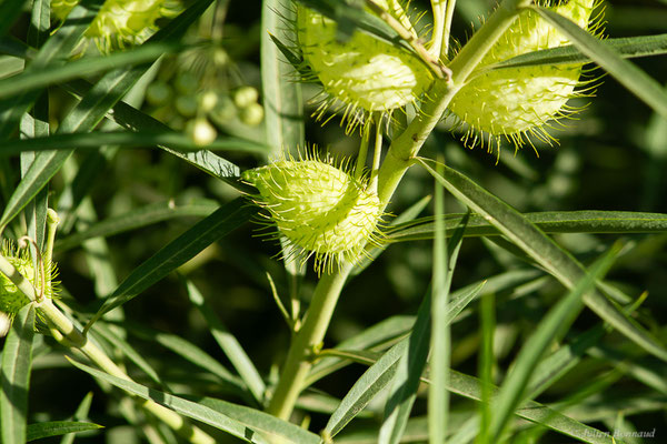 Gomphocarpe ligneux, Asclépiade ligneuse — Gomphocarpus fruticosus (L.) R.Br., 1809, (Tétouan (Tanger-Tétouan-Al Hoceïma), Maroc, le 27/09/2023)