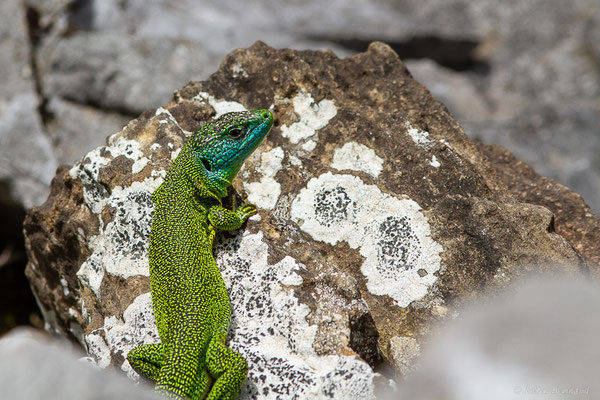 Lézard à deux raies — Lacerta bilineata Daudin, 1802, (Fort du Portalet, Etsaut (64), France, le 23/06/2023)