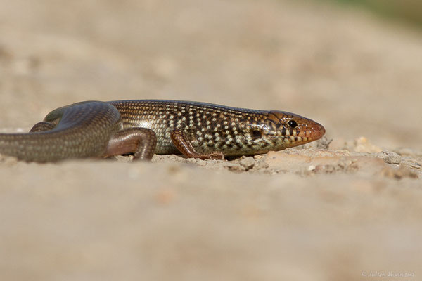 Scinque maure — Chalcides polylepis Boulenger, 1890