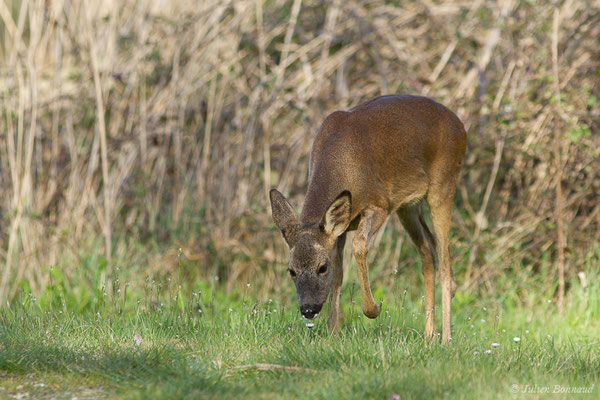 Chevreuil européen — Capreolus capreolus (Linnaeus, 1758), (Braud-et-Saint-Louis (33), le 06/03/2018)