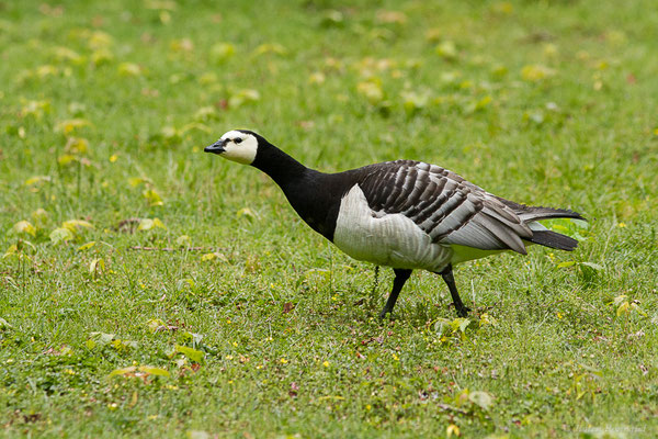 Bernache nonnette — Branta leucopsis (Bechstein, 1803), (Parc animalier de Nahuques, Mont-de-Marsan (40), France, le 11/05/2023)