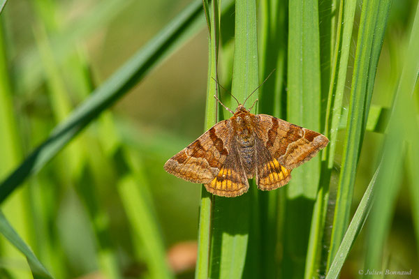 Doublure jaune — Euclidia glyphica (Linnaeus, 1758), (Orthez (64), France, le 17/04/2023)