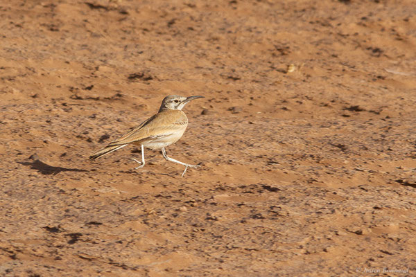 Sirli du désert — Alaemon alaudipes (Desfontaines, 1789), (Parc national d'Iriqui (Souss-Massa-Draâ, Guelmim-Es Semara), Maroc, le 12/02/2023)