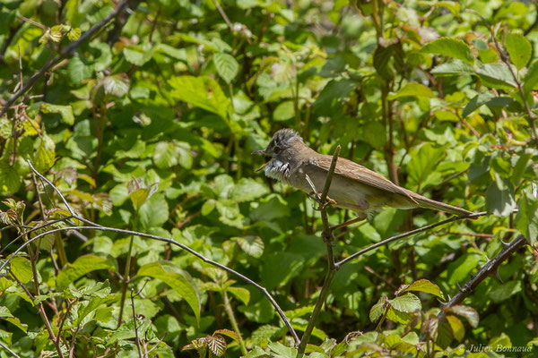 Fauvette grisette — Curruca communis (Latham, 1787), (mâle chanteur) (Pihourc, Lieoux (31), France, le 29/05/2019)