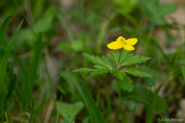 Anémone fausse-renoncule — Anemone ranunculoides L., 1753