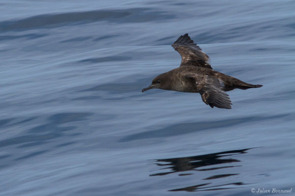 Puffin fuligineux – Ardenna grisea (Gmelin, JF, 1789), (Sagres (Vila do Bispo), (Algarve), Portugal, le 31/08/2018)
