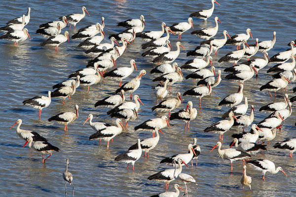 Cigogne blanche — Ciconia ciconia (Linnaeus, 1758), (Tétouan (Tanger-Tétouan-Al Hoceïma), Maroc, le 27/09/2023)