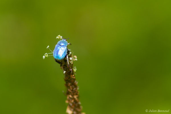 Hoplie bleue (Hoplia coerulea) (Arbus (64), France, le 26/06/2019)