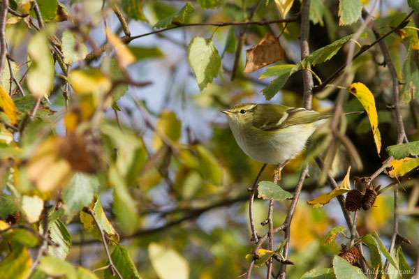 Pouillot à grands sourcils (Phylloscopus inornatus) (Hélioparc, Pau (64), France, le 18/12/2018)