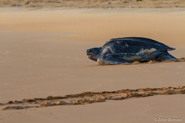 Tortue luth — Dermochelys coriacea (Vandelli, 1761)