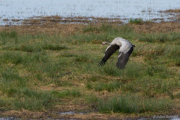 Grue cendrée – Grus grus (Linnaeus, 1758), (réserve des barthes de Saint-Martin-de-Seignanx (64), France, le 19/01/2019)