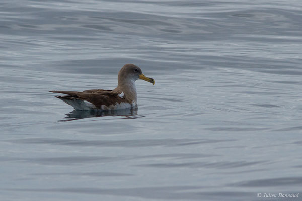 Puffin cendré — Calonectris borealis (Cory, 1881), (Sagres (Vila do Bispo), (Algarve), Portugal, le 03/09/2018)