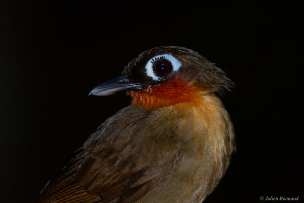 Fourmilier à gorge rousse — Gymnopithys rufigula (Boddaert, 1783), (Concession « Nouvelle Espérance », Apatou, Guyane, le 20/10/2016)