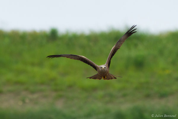 Milan noir – Milvus migrans (Boddaert, 1783), (adulte) (Pihourc, Lieoux (31), France, le 29/05/2018)