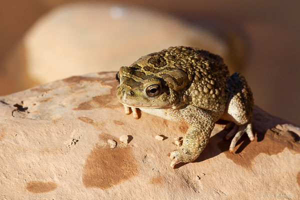 Crapaud berbère — Sclerophrys mauritanica (Schlegel, 1841)
