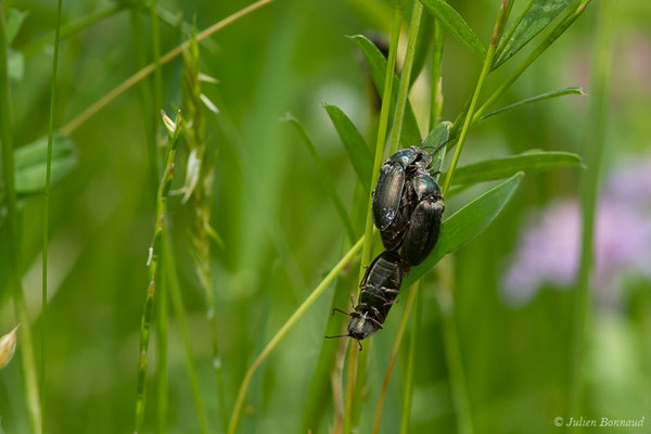 Sélatosome bronzé (Selatosomus aeneus) (Pierrefitte-Nestalas (65), France, le 20/05/2019)