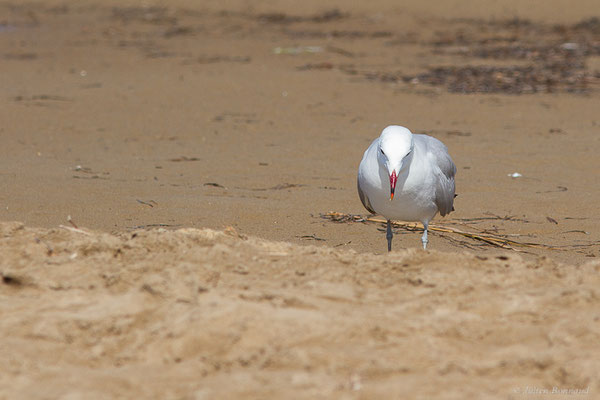 Goéland d'Audouin — Ichthyaetus audouinii (Payraudeau, 1826), (Parc Naturel du Delta de l'Ebre (Catalogne), Espagne, le 06/06/2022)