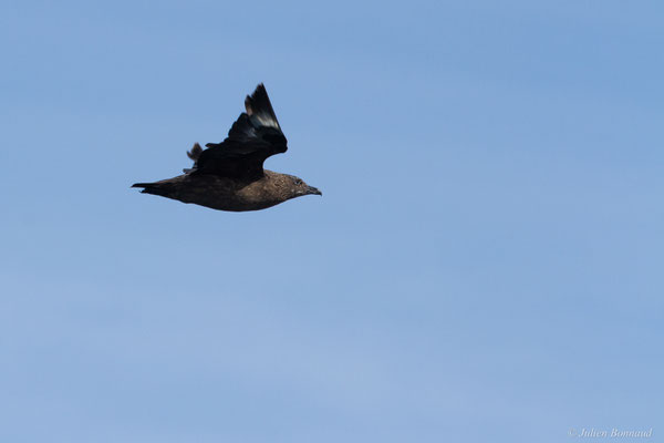 Grand Labbe — Stercorarius skua (Brünnich, 1764), (Saint-Jean-de-Luz (64), France, le 17/10/2020)
