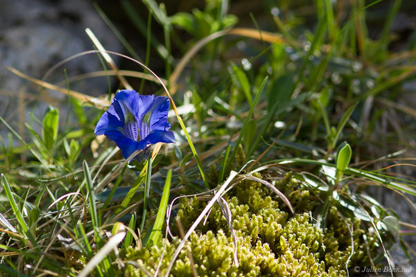 Gentiane occidentale — Gentiana occidentalis Jakow., 1899, (Etsaut (64), France, le 29/04/2019)