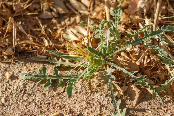 Centaurée chausse-trappe — Centaurea calcitrapa L., 1753, (Ammelne, (Souss-Massa), Maroc, le 06/02/2023)