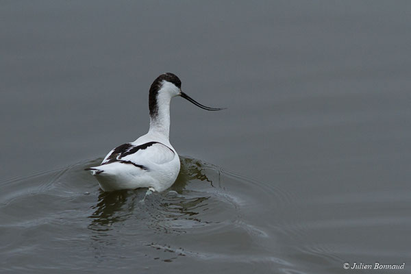 Avocette élégante — Recurvirostra avosetta Linnaeus, 1758, (adulte) (réserve ornithologique du Teich (33), France, le 23/01/2018)