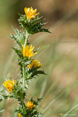 Scolyme d'Espagne ou Chardon d'Espagne — Scolymus hispanicus L., 1753, (Belvédère-Campomoro (2A), France, le 08/09/2019)