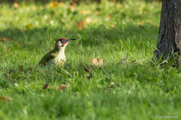 Pic vert — Picus viridis Linnaeus, 1758, (mâle adulte) (Pontivy (56), France, le 14/11/2017)