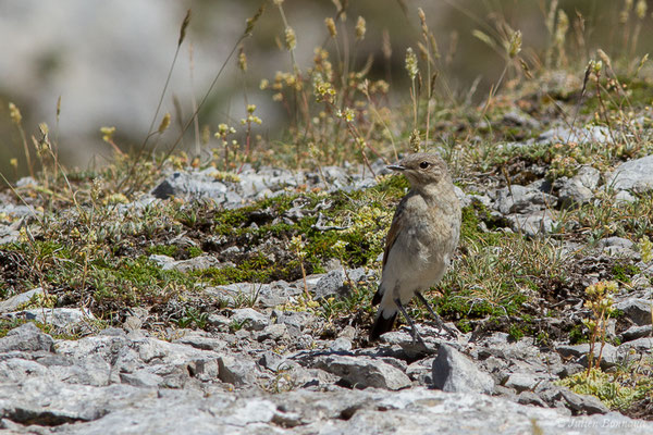 Traquet motteux — Oenanthe oenanthe (Linnaeus, 1758), (Col du Pourtalet, Laruns (64), France, le 06/07/2019)