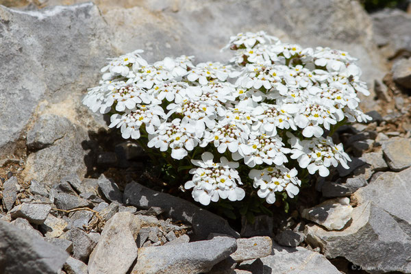 Iberis de Pruiti – Iberis carnosa Willd., 1800, (Station de ski de La Pierre-Saint-Martin, Arette (64), France, le 15/05/2022)