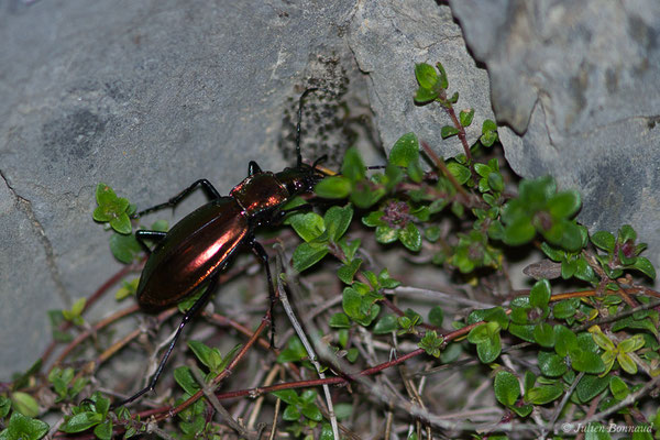 Carabe splendide (Carabus splendens) (La Pierre Saint-Martin (64), France, le 18/05/2020)