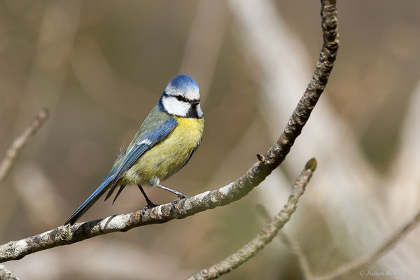 Mésange bleue — Cyanistes caeruleus (Linnaeus, 1758), (adulte) (Etsaut (64), France, le 11/04/2022)