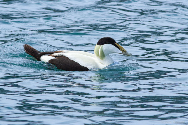 Eider à duvet — Somateria mollissima (Linnaeus, 1758), (Ciboure (64), France, le 05/04/2024)
