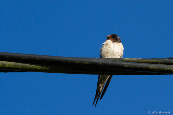 Hirondelle rustique — Hirundo rustica Linnaeus, 1758